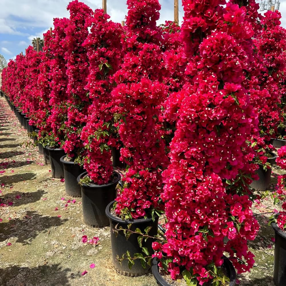 2 Double Red Bougainvillea Plants Live, Indoor Outdoor Plant, 5-7 Inch Tall