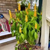 2 Yellow Shrimp Plants Live, Indoor Outdoor Plant, 4-7 Inch Tall
