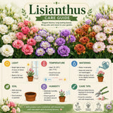 White Pink Lisianthus Plant, Eustoma Lisianthus Flowers in Plug, 3-5'' Tall