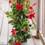 2 Red Mandevilla Live Plants, Mandevilla Live Plant, 4-6 Inch Tall