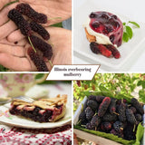 Illinois Everbearing Mulberry Fruit Plant Live 6-8 Inches Tall