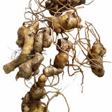 Ginger Live Plant, Indoor Outdoor Herb Plant