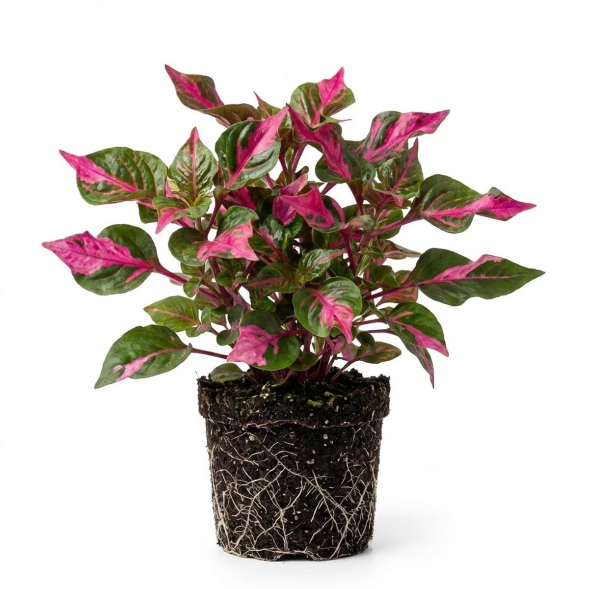 2 Pink Green Alternanthera Plants Live, Starter Plant, 4-6 Inch Tall