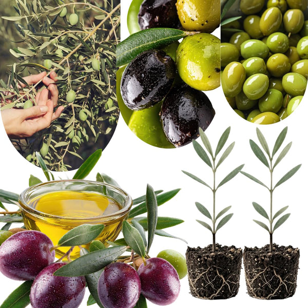 2 Olive Trees Live Plants, Patio Container Tree, 4-6 Inch Tall