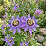 2 Lavender Passion Flower Plants, Passiflora Flower Plant, 4-6 Inch Tall