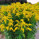 20 Yellow Goldenrod Live Bare Roots