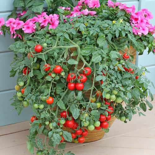 150 Tomato Seeds to Plant, Garden Plant