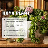 Hoya Houseplant Live Plant, Indoor Houseplant, 3 Inch Pot