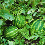 2 Red Live Watermelon Plants, Edible Vegetable Plant