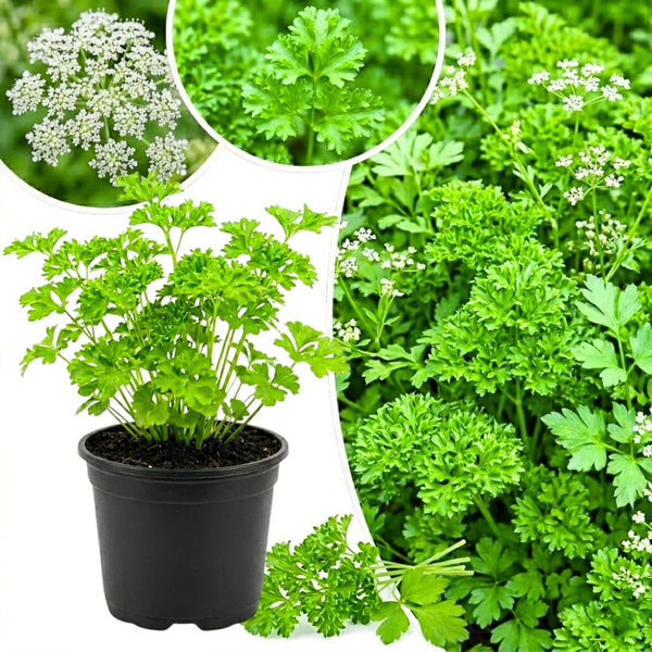 Parsley Live Plant, Well-Rooted Herb Plant, 4-7 Inch Tall