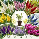 Random Butterfly Bush Plant Live, Fragrant Buddleia for Planting, 5-9" Tall