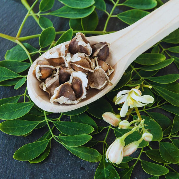 100 + Moringa Seeds, Starter Plant