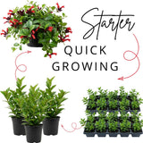 2 Aeschynanthus Lipstick Live Plants, Trailing Houseplant, 2 Inch Pot