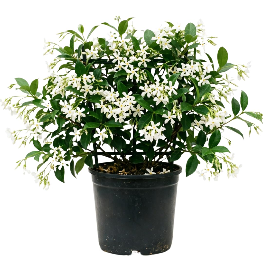 White Star Jasmine Plant Live, 10 Inch Tall, 3 Inch Pot