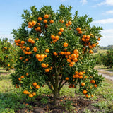 Grafted Tangerine Fruit Tree, Sweet Fruit Tree, 2-3 Ft Tall, 1 Gallon Pot
