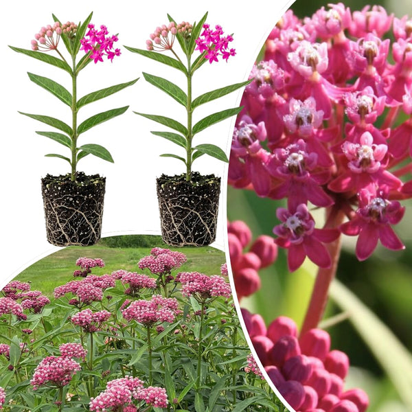 2 Pink Milkweed Live Plants, Patio Container Plant, 4-6 Inch Tall