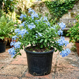 3 Blue Plumbago Live Plant, Flower Bush Vine Plant, 4-6 Inch Tall