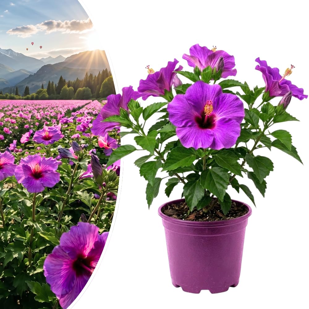 Purple Live Hibiscus Plant, Home Garden Plant, 4-6 Inch Tall
