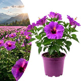 Purple Live Hibiscus Plant, Home Garden Plant, 4-6 Inch Tall