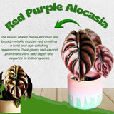 2 Red Purple Live Alocasia Plants, Indoor Outdoor Plant, 4-6 Inch Tall