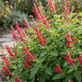 Pineapple Salvia Sage Live Plant, 2-3 Inch Tall