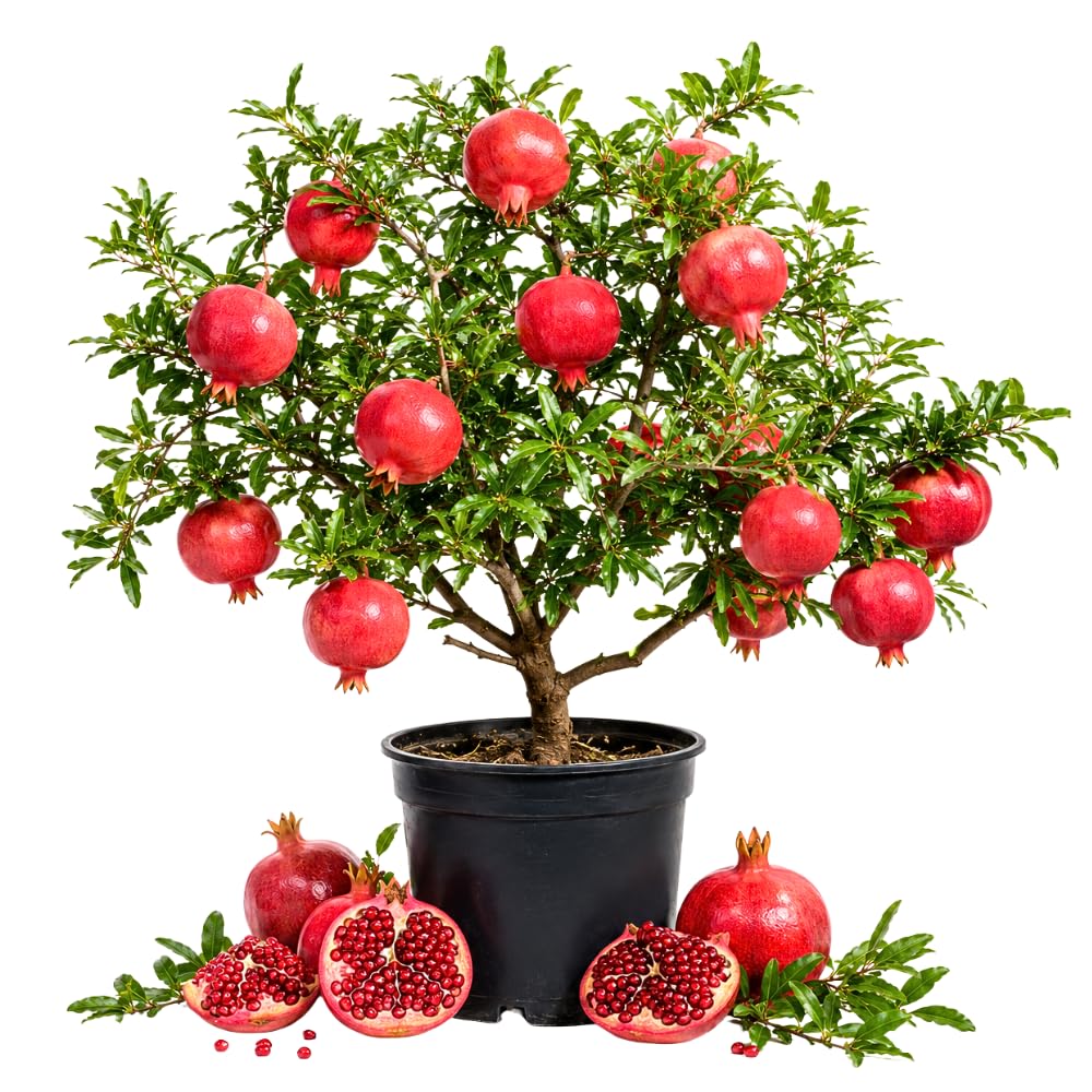 Pomegranate Live Plant, Pomegranate Tree, 8-10 Inch Tall, 4 Inch Pot
