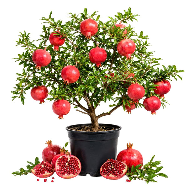 Pomegranate Live Plant, Pomegranate Tree, 8-10 Inch Tall, 4 Inch Pot