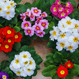 2 Random Primrose Live Plants, Perennial Flower Plant, 3-5 Inch Tall