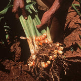 10 Yellow Turmeric Roots, Outdoor Garden Plant