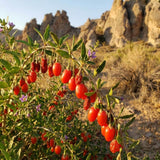 Red Goji Berry Plant Live, Goji Berry Bush, 4-6 Inch Tall