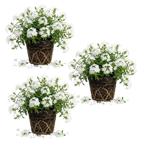 3 White Plumbago Live Plant, Flower Bush Vine Plant, 4-6 Inch Tall