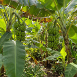 Basjoo Banana Live Plant, 4-6 Inch Tall Cold Hardy Banana Tree