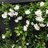2 Mix Random Live Mandevilla Plants, Live Starter Plant, 4-8 Inch Tall