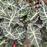 2 Alocasia Live Plant, Black Green Alocasia Plants Live, 1-2 Ft Tall