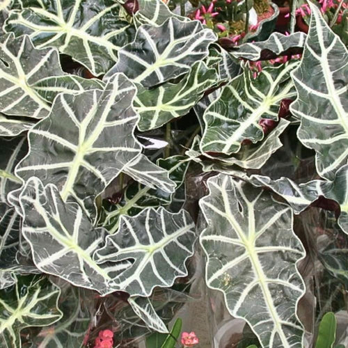 2 Alocasia Live Plant, Black Green Alocasia Plants Live, 1-2 Ft Tall