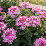 3 Pink Verbena Plants Live, Verbena Flower Plant, 4-6 Inch Tall