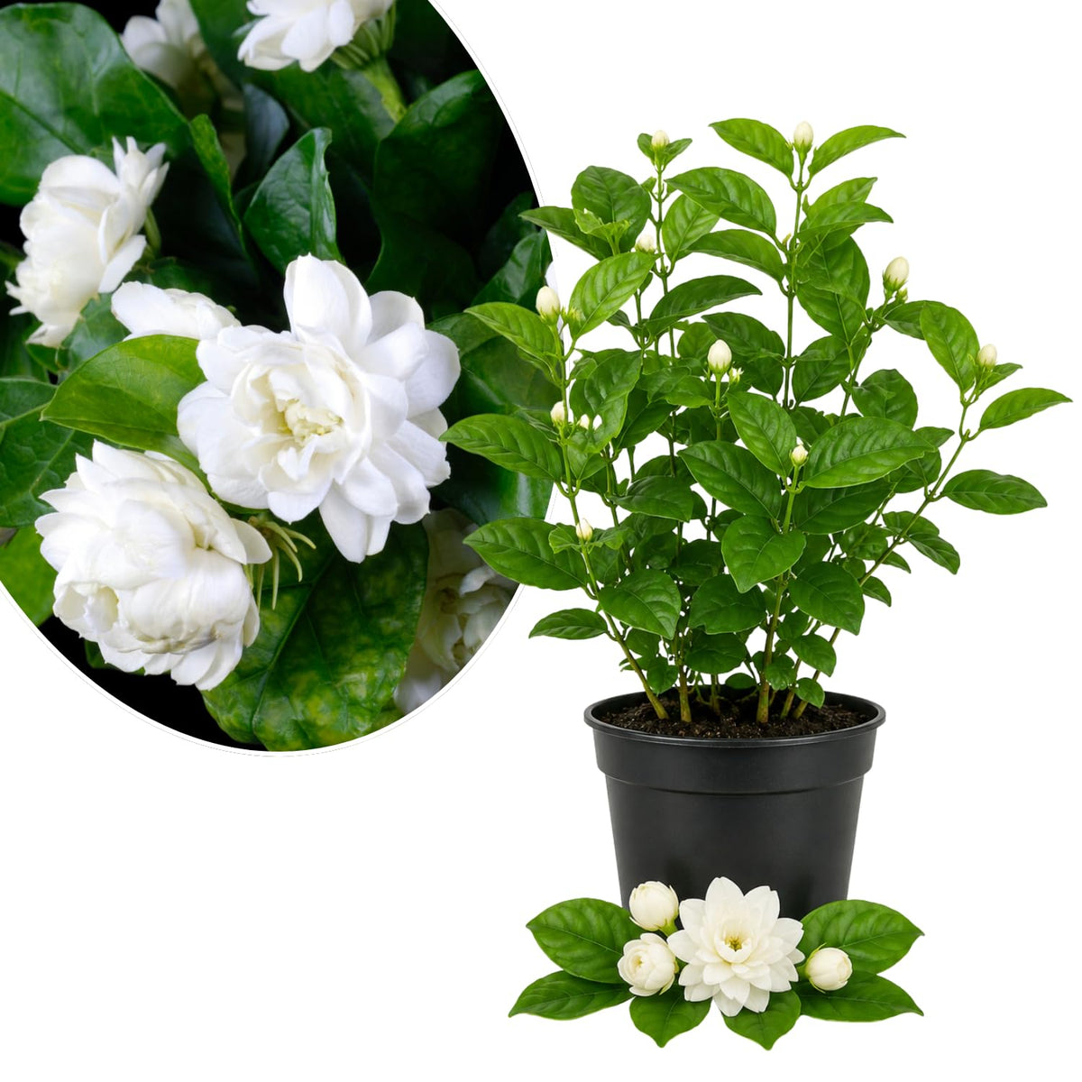 Jasmine Vine Live Plant, Flower Vine, 8-10 Inch Tall, 3.5 Inch Pot