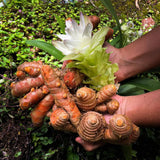 10 Turmeric Roots, Curcuma Turmeric Rhizomes for Planting
