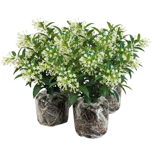 Set of 3 Fragrant Night Blooming Jasmine Plants Live,