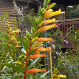 2 Yellow Orange Cuphea Plant 5-7 Inch Tall