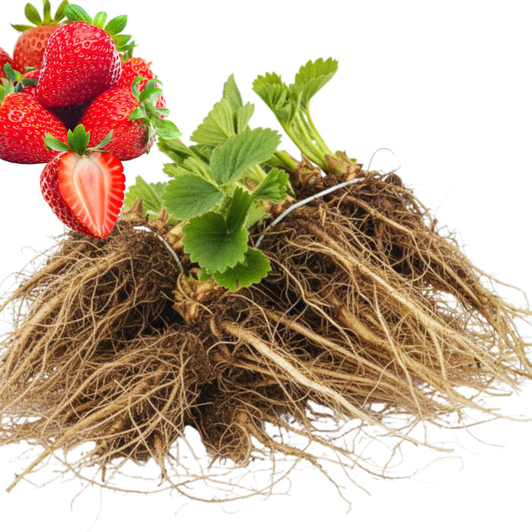 25 Red Live Strawberry Plants, Home Garden Plant, 3-5 Inch Tall