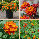 2 Bright Orange Lantana Live Plants, Lantana Flower Plant, 4-7 Inch Tall