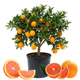 Red Navel Orange Tree, Hardy Garden Plant, 1-2 Ft Tall, 1 Gallon Pot