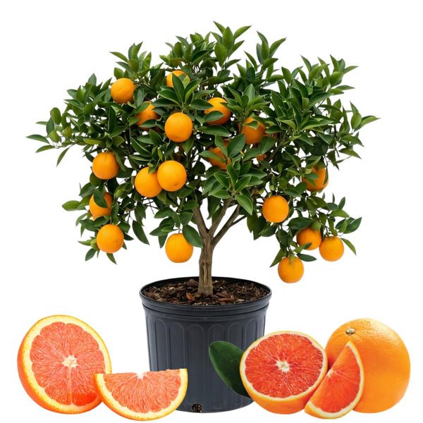 Red Navel Orange Tree, Hardy Garden Plant, 1-2 Ft Tall, 1 Gallon Pot
