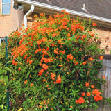 4 Orange Mexican Flame Vine Plants Live, 4-6 Inch Tall