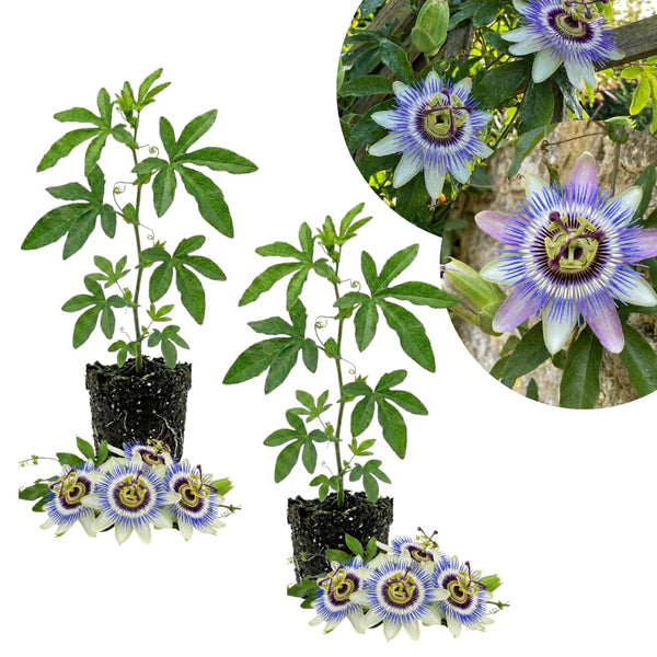 2 Blue Passion Flower Plants, Passiflora Flower Plant, 4-6 Inch Tall