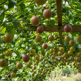Live Sweet Passion Fruit Plant, 4-6 Inch Tall