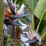 Set 3 White Bird of Paradise Live Plant 4-7 Inch Tall