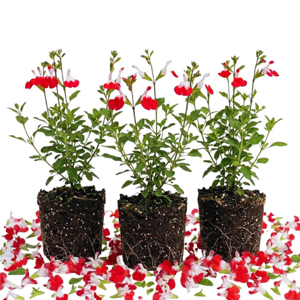 3 Red White Sage Plants Live, 5 Inch Tall