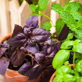 2 Purple Basil Plants Live, Balcony Herb Plant, 3-6 Inch Tall